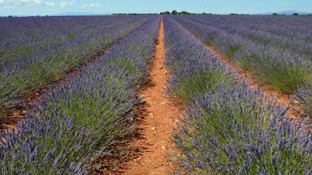 Kwitnące pola lawendy w Valensole w Prowansji pod bezchmurnym niebem